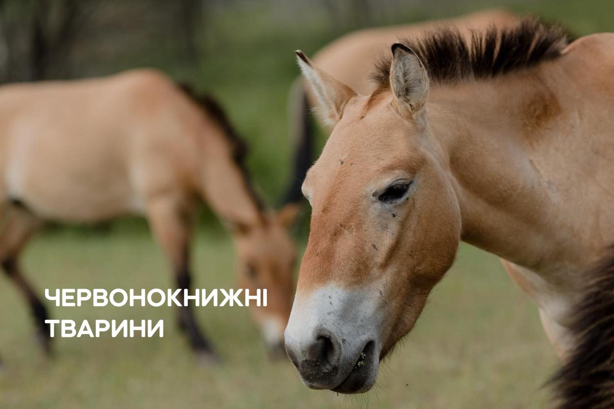 Dereville Sokolovka Ngoại thất bức ảnh